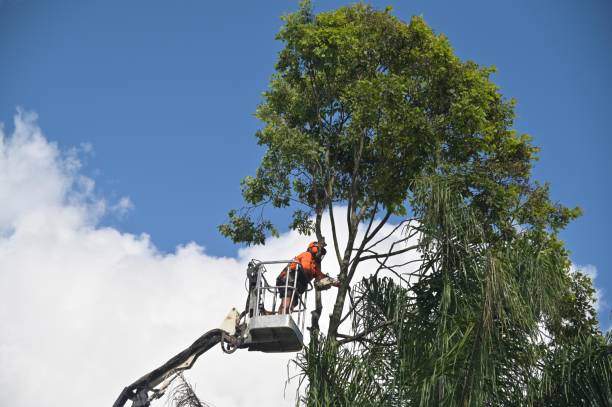 Best Leaf Removal  in , FL