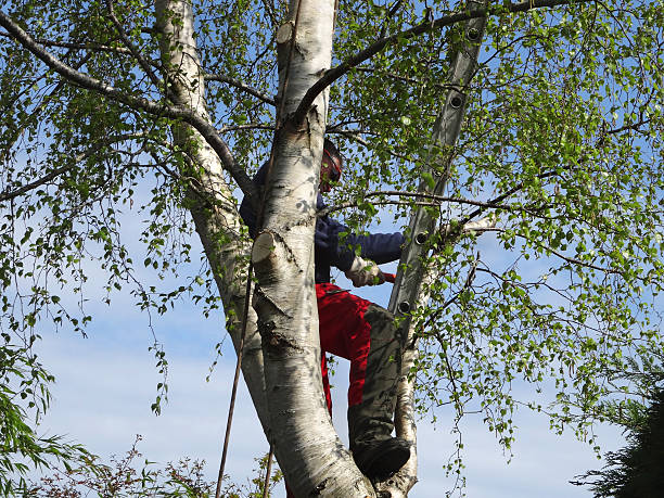 Best Commercial Tree Services  in , FL