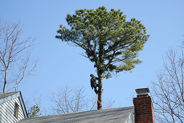 Best Tree Risk Assessment  in , FL